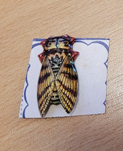 Indlæs billede til gallerivisning Ældre Badge mount set med insekter og nogle løse
